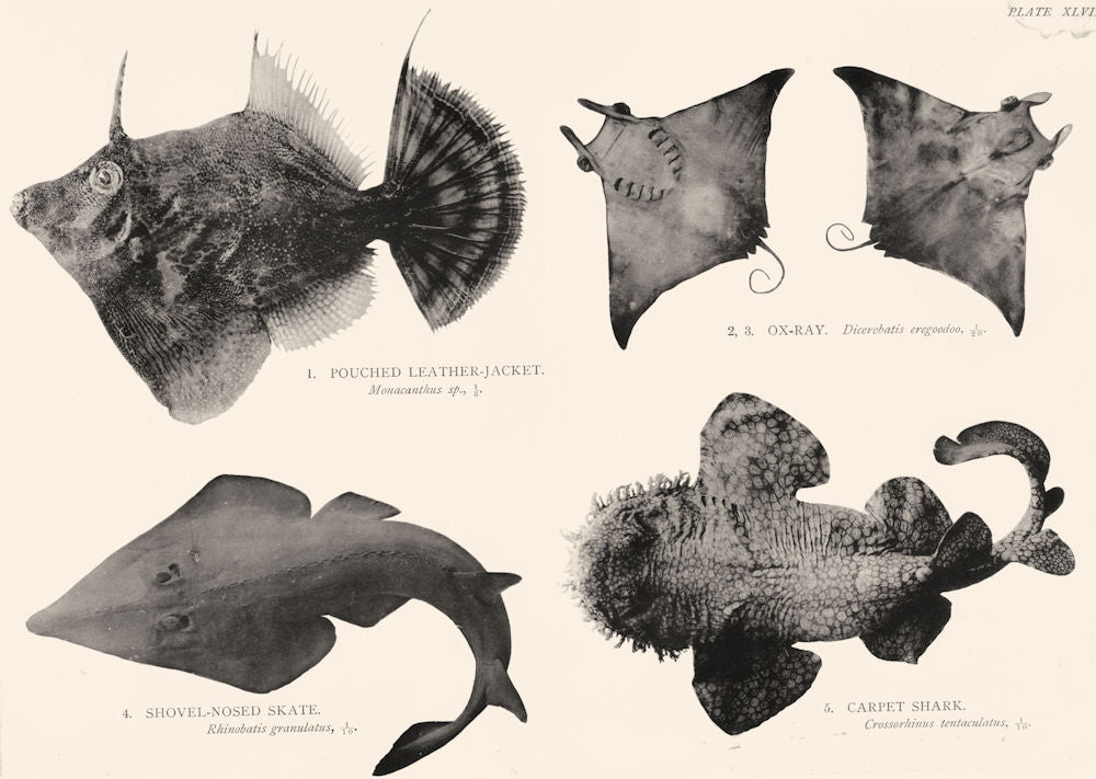 GT BARRIER REEF FISH Leather-Jacket Ox-Ray Shovel-Nosed Skate Carpet Shark 1893